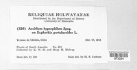 Aecidium hypsophilum image